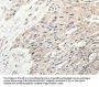 SLC9A7 Antibody