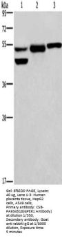 GPER1 Antibody