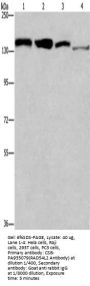 RAD54L2 Antibody