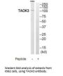 TAOK3 Antibody