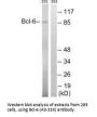 BCL6 (Ab-333) Antibody