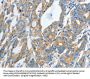 Rabbit anti-human TNFSF13 polyclonal antibody