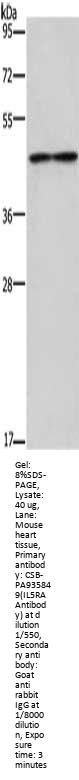 IL5RA Antibody