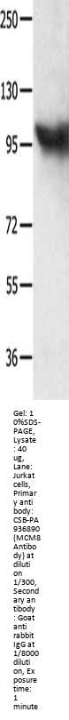 MCM8 Antibody