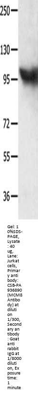 MCM8 Antibody
