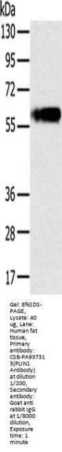 PLIN1 Antibody