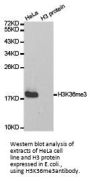Histone H3K36me3 Antibody