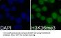 Histone H3K36me3 Antibody