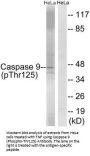Phospho-CASP9 (Thr125) Antibody