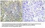 Phospho-CASP9 (Thr125) Antibody