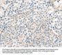 TNFAIP8 Antibody