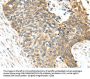 TNFAIP8 Antibody