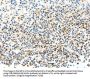 FAM3A Antibody