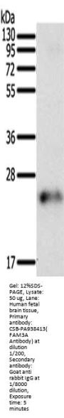 FAM3A Antibody