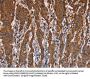 LAMP2 Antibody