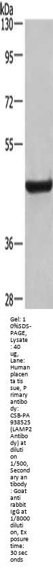 LAMP2 Antibody