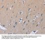 LIFR Antibody