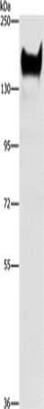 CEACAM1 Antibody