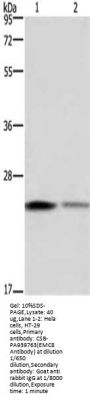 EMC8 Antibody