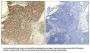 Phospho-HDAC2 (Ser394) Antibody