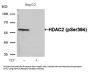 Phospho-HDAC2 (Ser394) Antibody