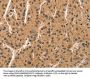 CCNT1 Antibody