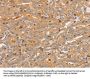 CCL16 Antibody