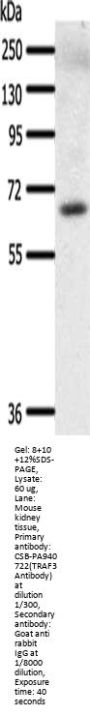 TRAF3 Antibody