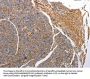 CD151 Antibody