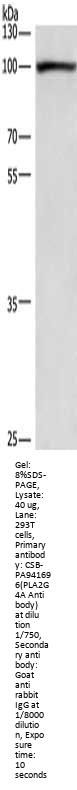 PLA2G4A Antibody