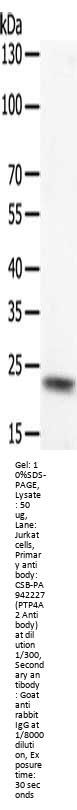 PTP4A2 Antibody