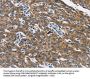 CAT Antibody