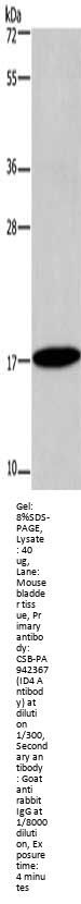 ID4 Antibody