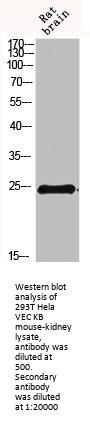 IL19 Antibody