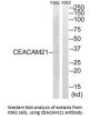CEACAM21 Antibody
