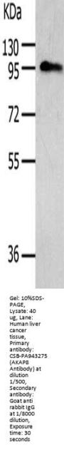 AKAP8 Antibody
