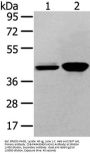 VASH2 Antibody