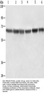LMNB1 Antibody