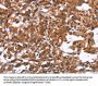 Rabbit anti-human GPHN polyclonal antibody