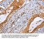 CDK19 Antibody
