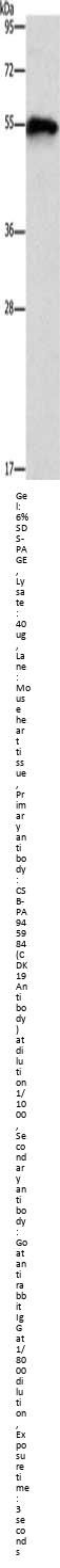 CDK19 Antibody