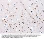 POMC Antibody