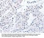 POMC Antibody