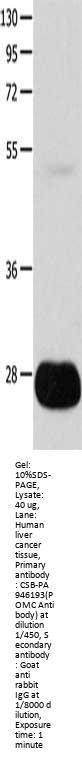 POMC Antibody