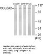 COL6A2 Antibody