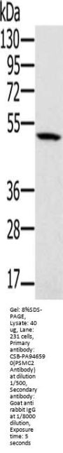 PSMC2 Antibody