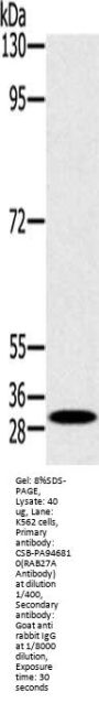 RAB27A Antibody