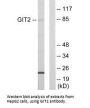 GIT2 Antibody