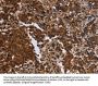 FMN2 Antibody