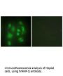 SYNCRIP Antibody